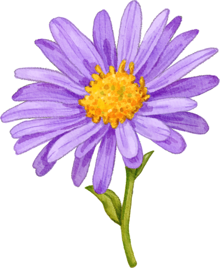 Purple Aster Flower Watercolor Illustration