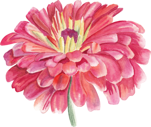 Watercolor red zinnia flower Png clipart