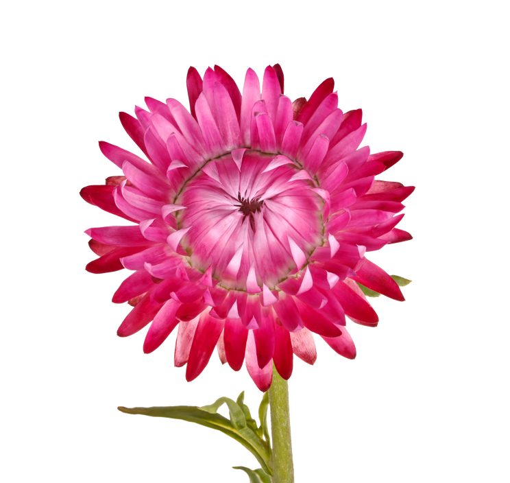 Single Pink Flower of a Strawflower Isolated on White