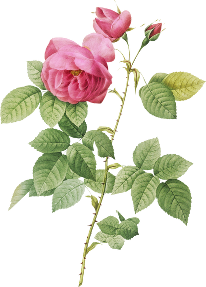 Stem of Rose