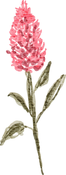 Watercolor Celosia Wild Flower