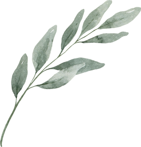 Eucalyptus branch watercolor.