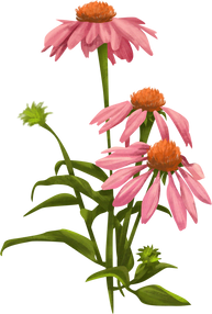 Detailed Illustrated Coneflowers